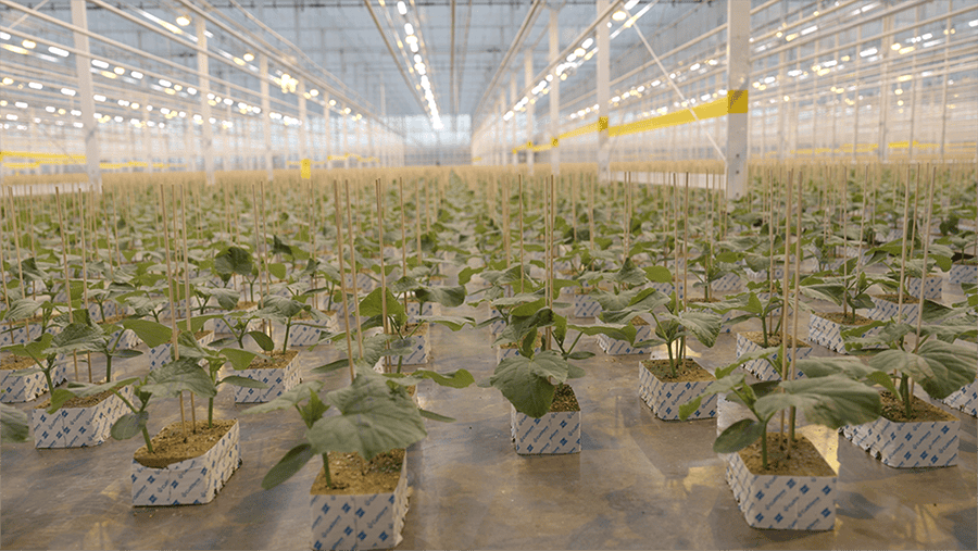 MITRA X installtion at Proplant propagation