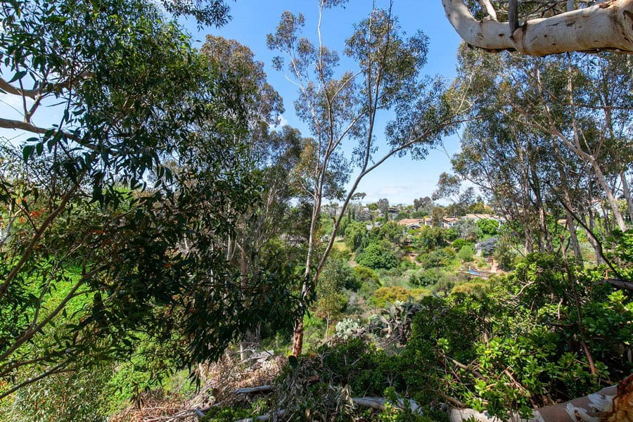 Lush canyon view from a backyard deck at 2344 Commonwealth Ave in North Park, San Diego, featuring eucalyptus trees and native California greenery