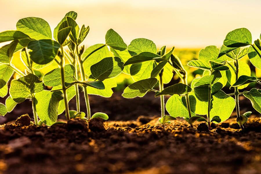 Close up image of young soybeans sprouting