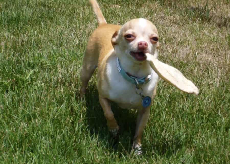 small dog holding a treat walking on the grass at best san diego dog park