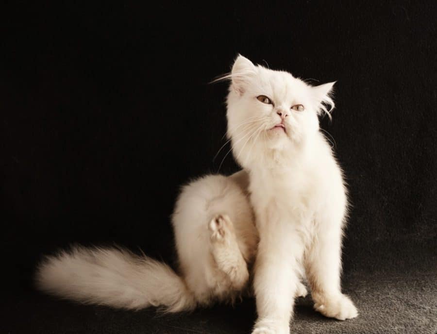 White cat scratching