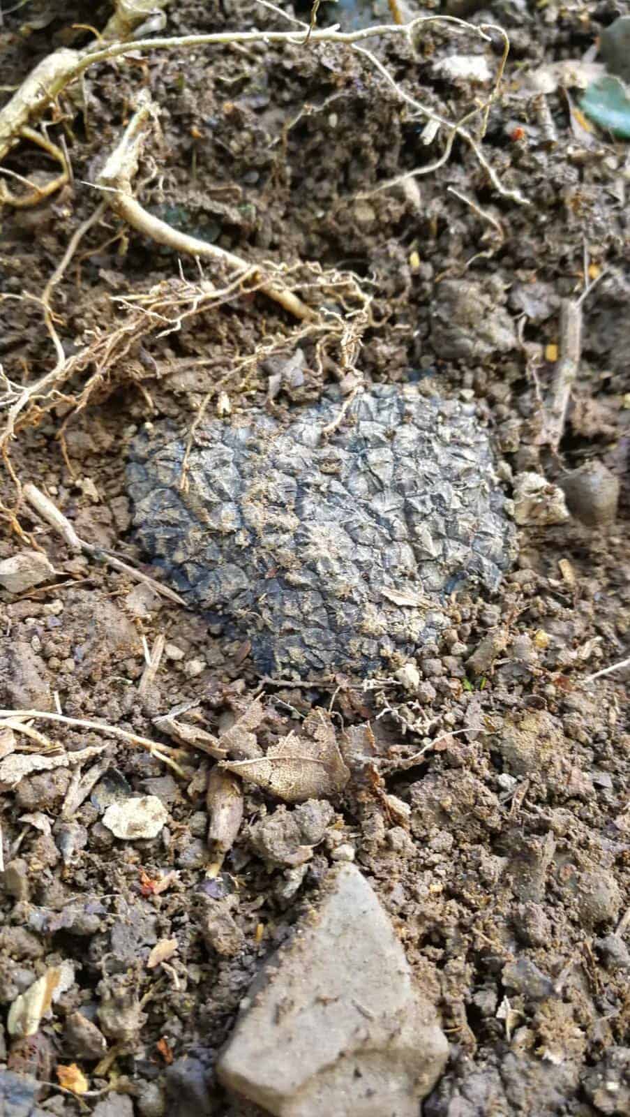 tartufo