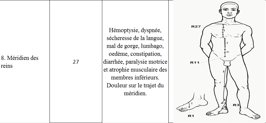 Meridiens des reins 8