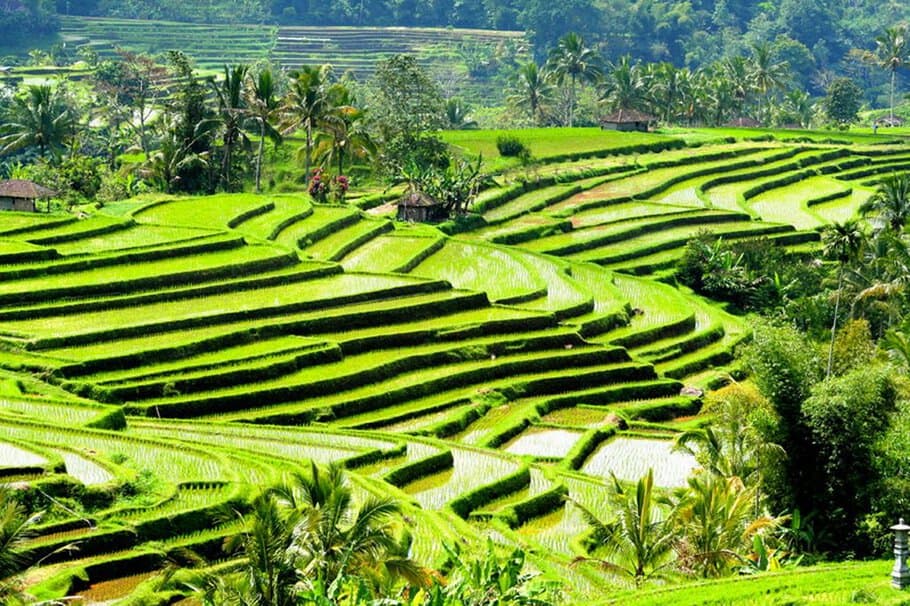 bali tour package