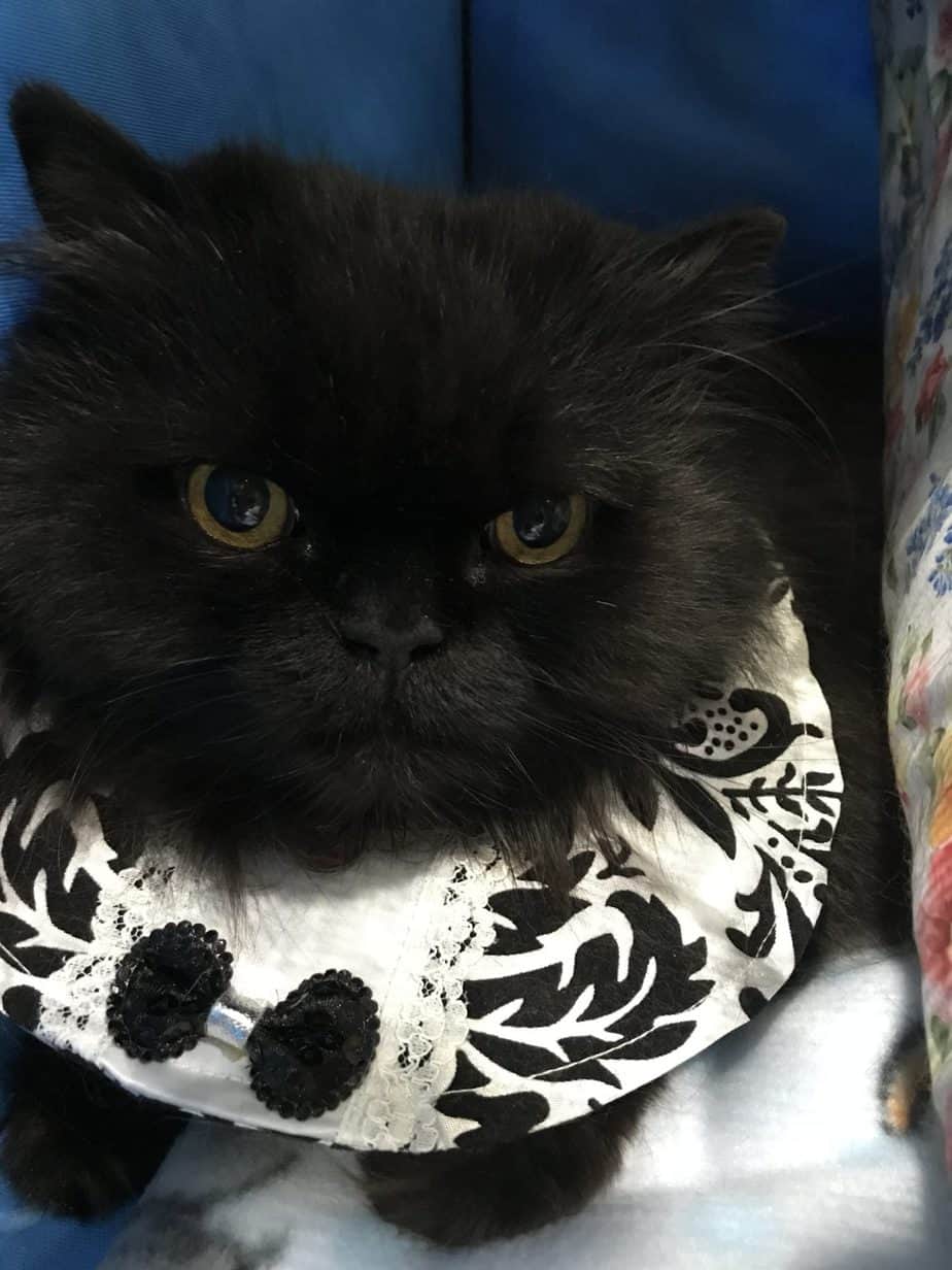 About Life & Cats 7 black cat with a bib