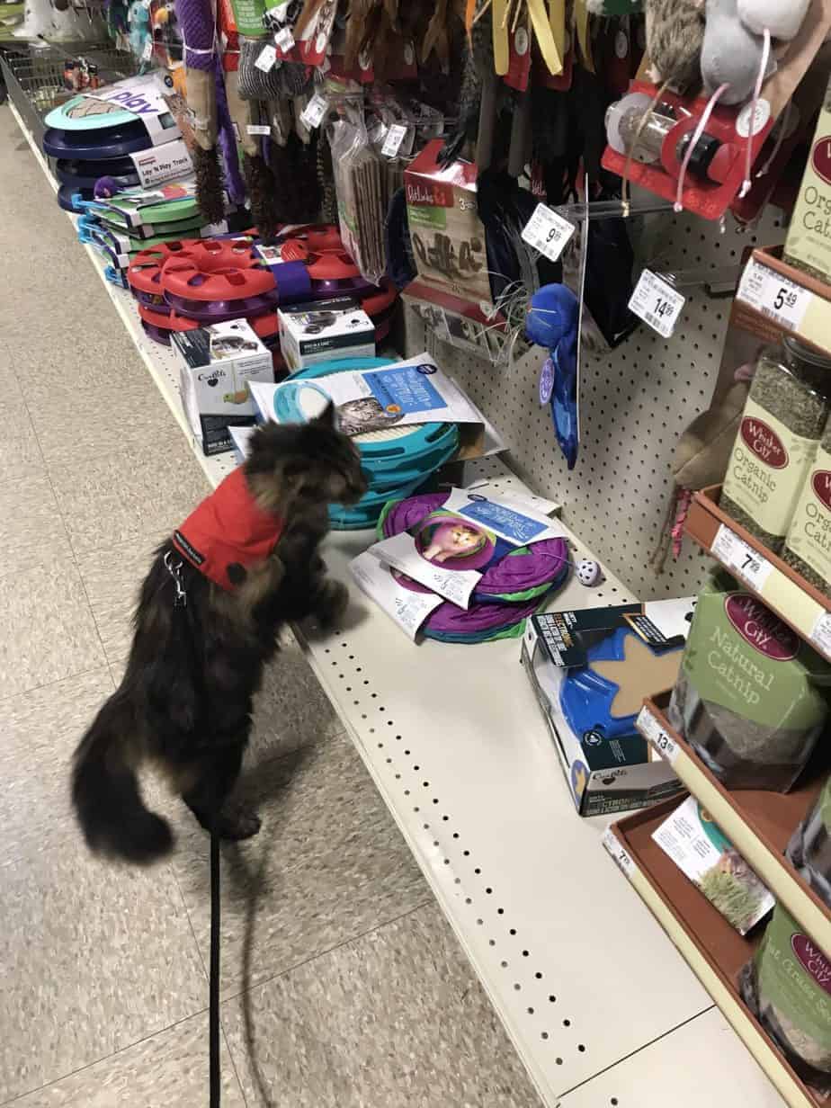 tabby cat in a red coat playing in a pet store