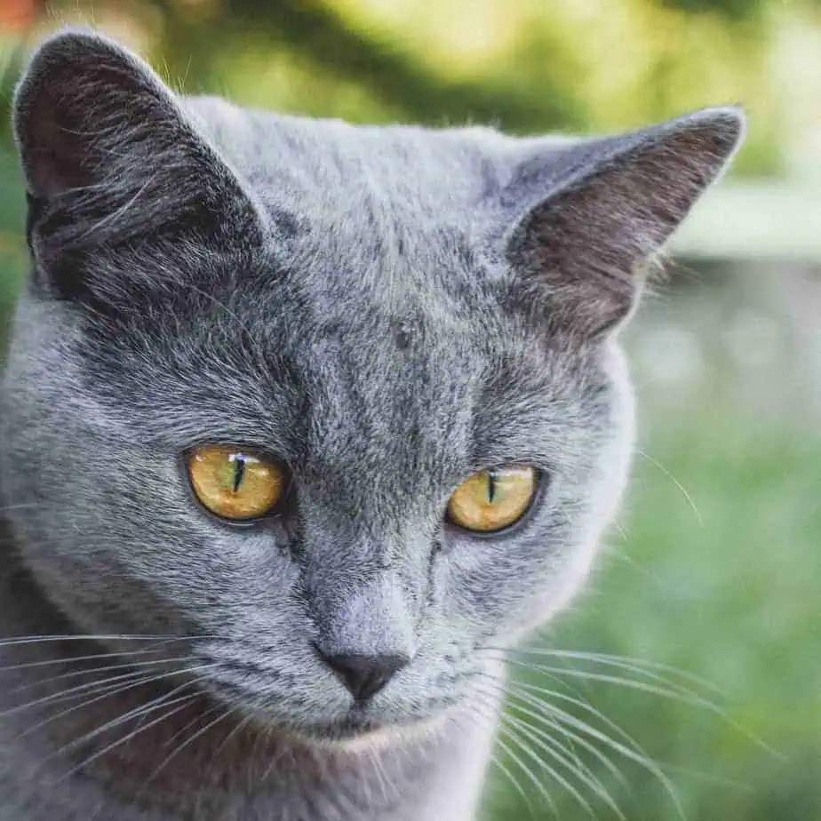 The Cats of Royalty 1
