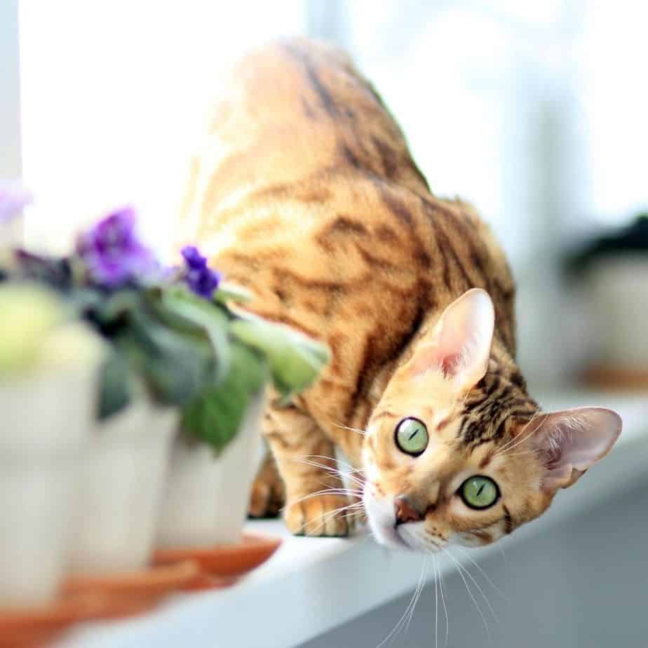 Brown bengal cat playing