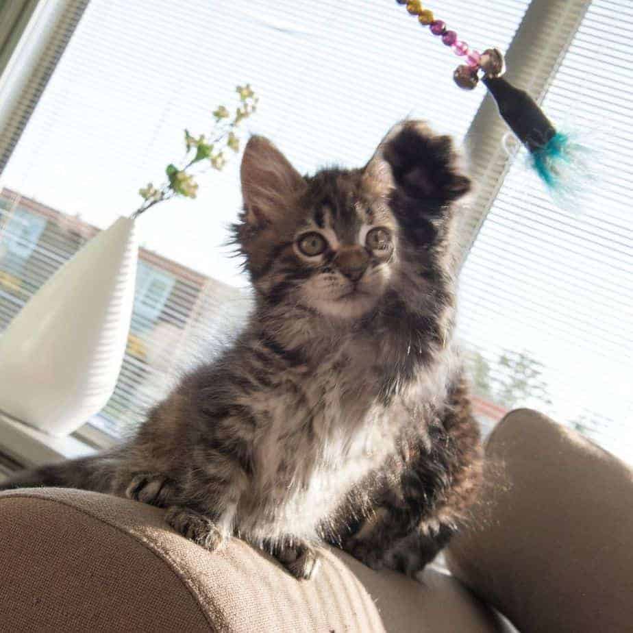 brown kitten grabbing for a feather lure