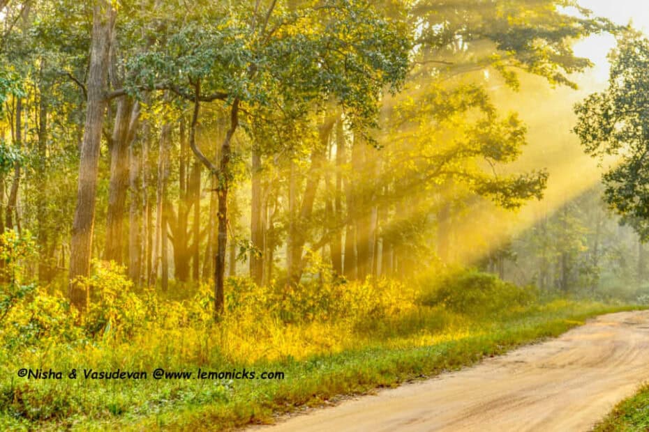 jungle safari dos and dont's