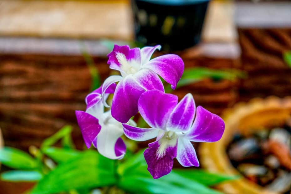 Things to do in Bhalukpong