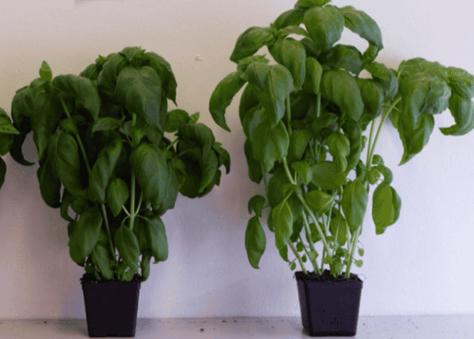 Basil with and without far-red