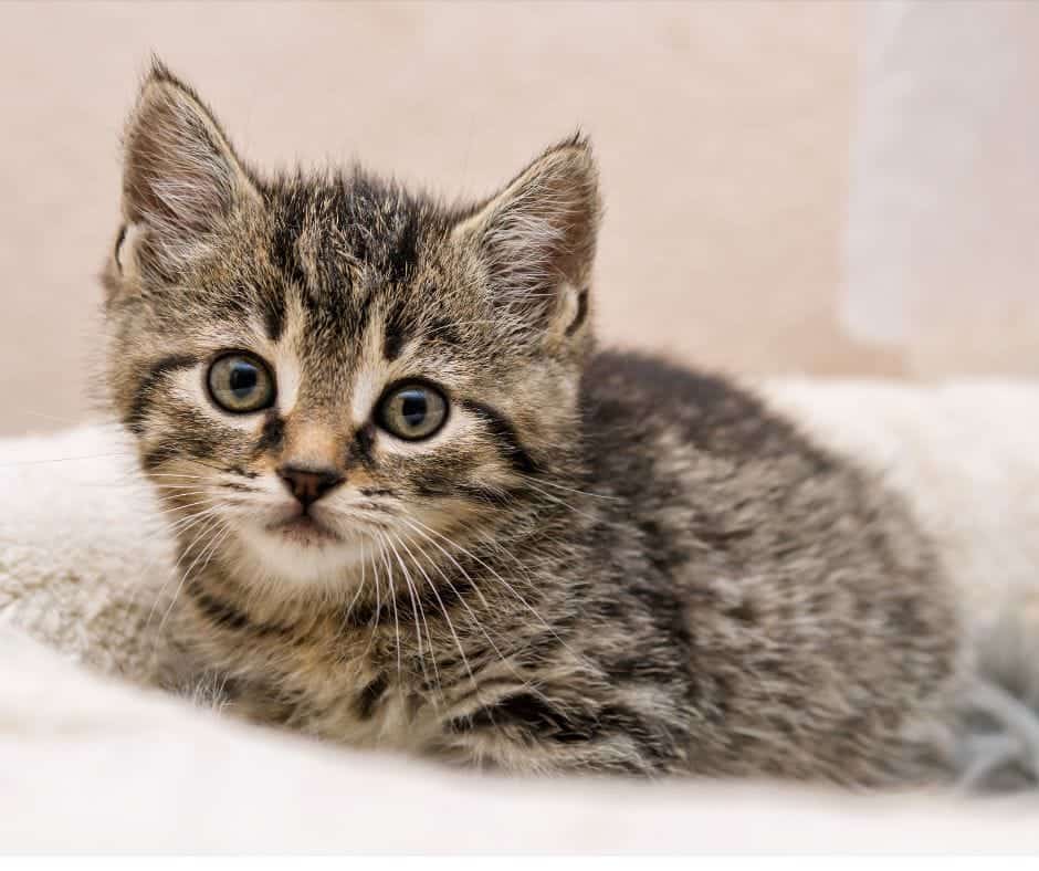Prepare to Bring Home Your New Kitten: 4 Simple Steps 3 little brown tabby kitten in a sherlling bed