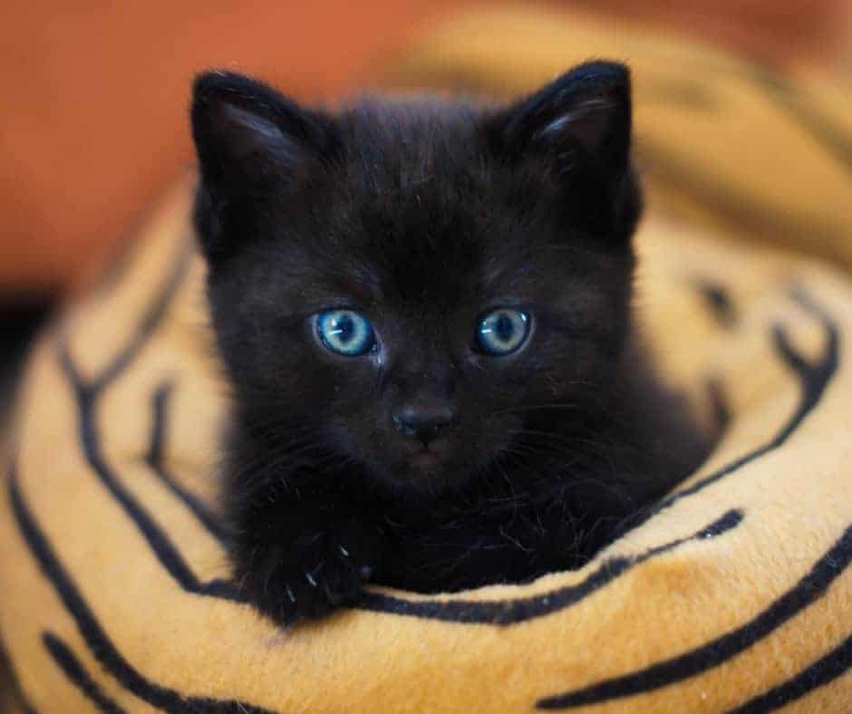 Prepare to Bring Home Your New Kitten: 4 Simple Steps 5 Black kitten with blue eyes sitting in a tiger striped bed