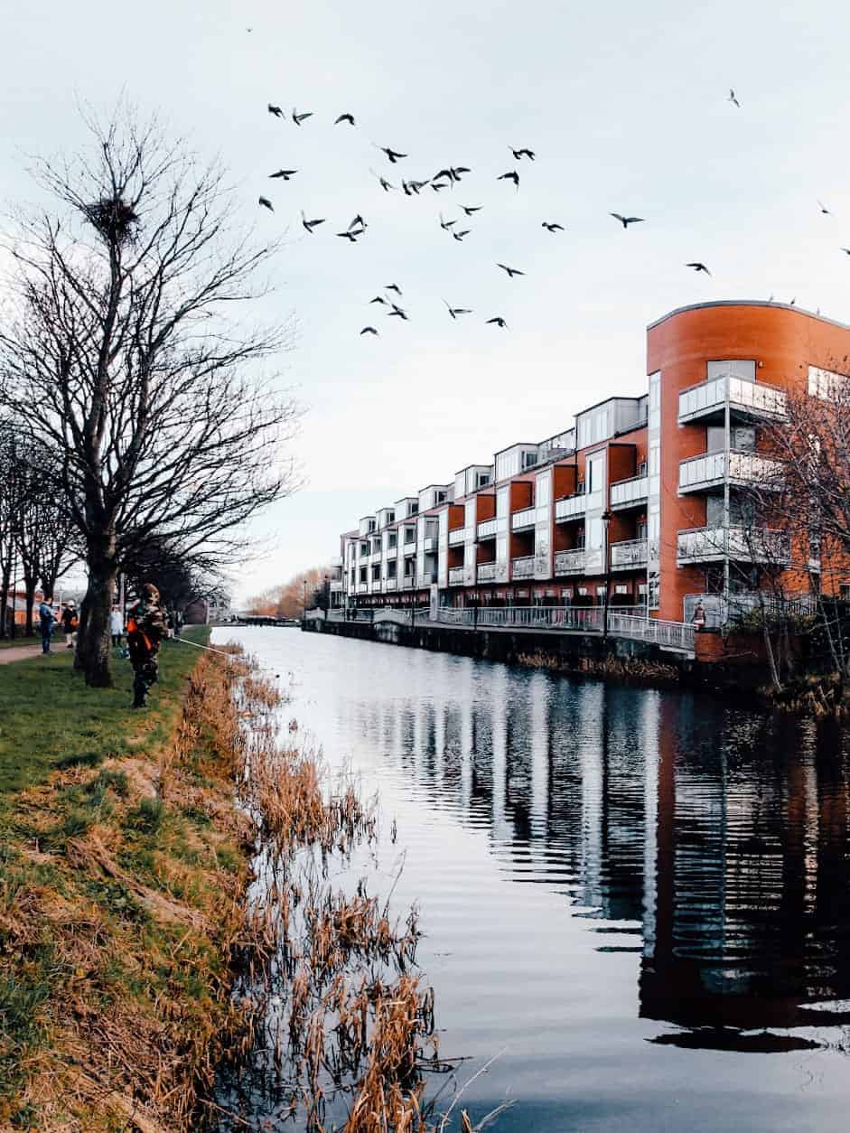 A view of the Royal Canal in Drumcondra, Dublin, with modern apartment buildings on one side, a grassy bank with trees on the other, and a flock of birds flying overhead.