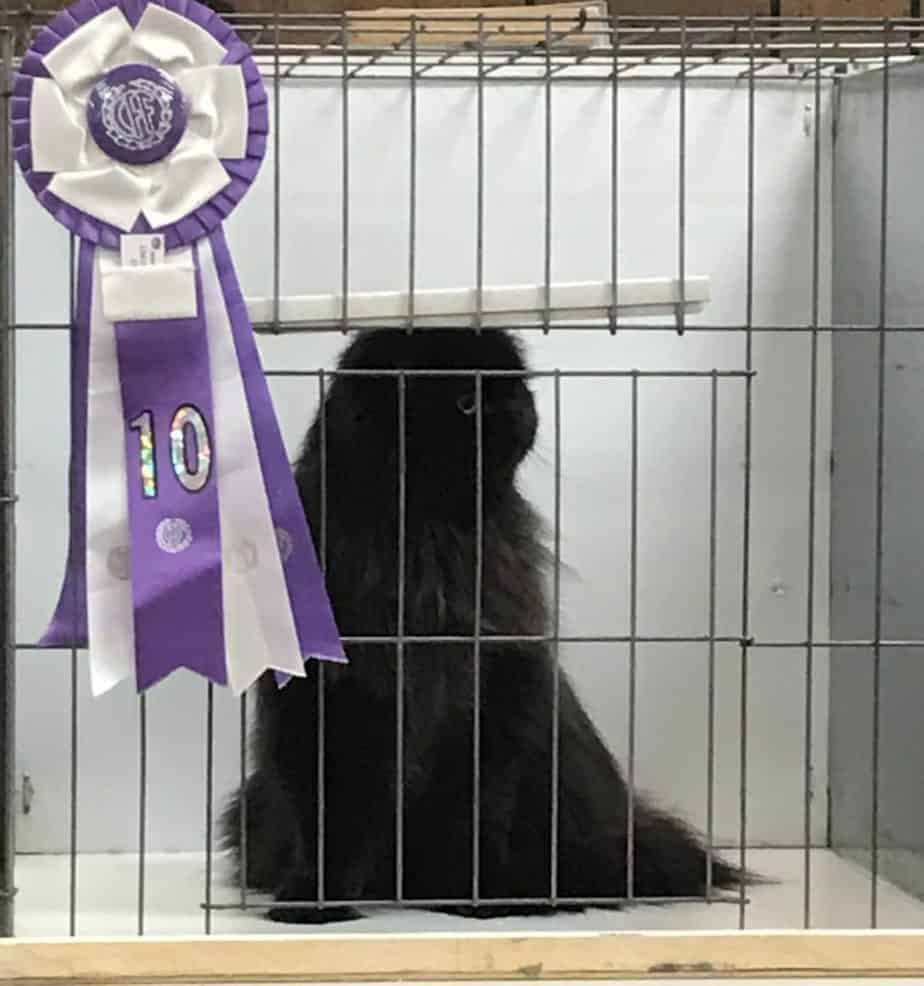 Black Persian with 10th place ribbon at a cat show