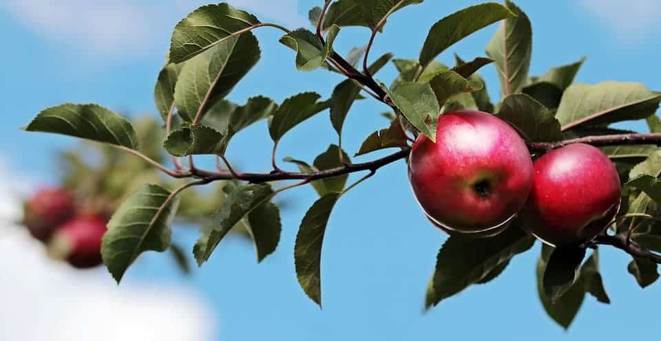 Apples on a tree.