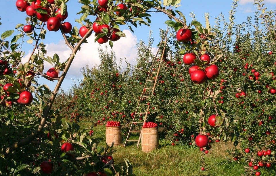 Apple orchard.