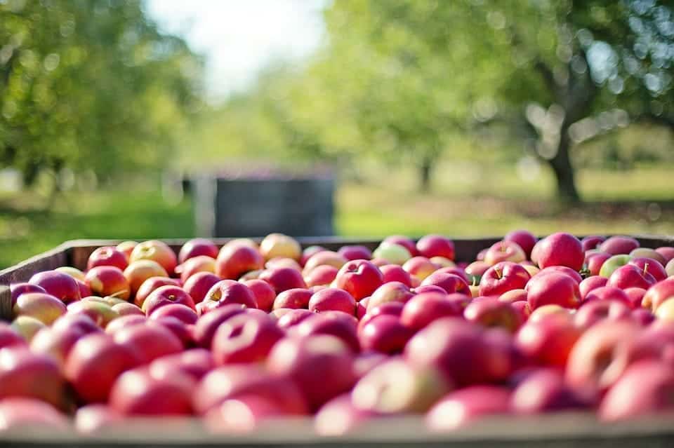 Red apples being harvested.