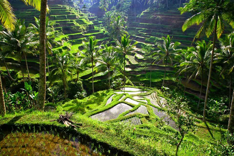 ubud waterfall tour