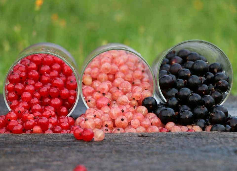 Red, white and black currants.