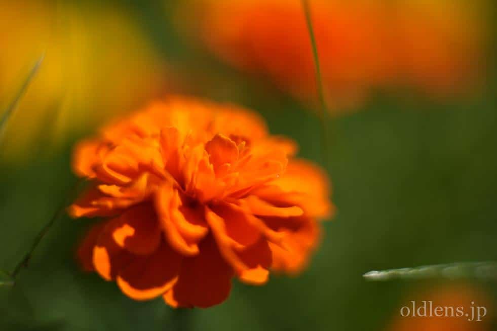Nikon Nikkor Ai-S 50mm F1.4 単焦点レンズ Amazon.co.jp: Nikon 単焦点レンズ AI 50 f/1.4S フルサイズ対応