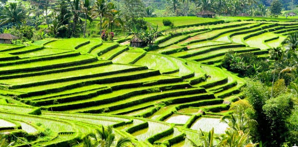 bali tour package