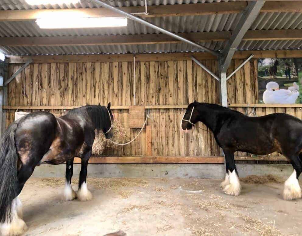 Heligan Gardens Heavy Horse Weekend 2019