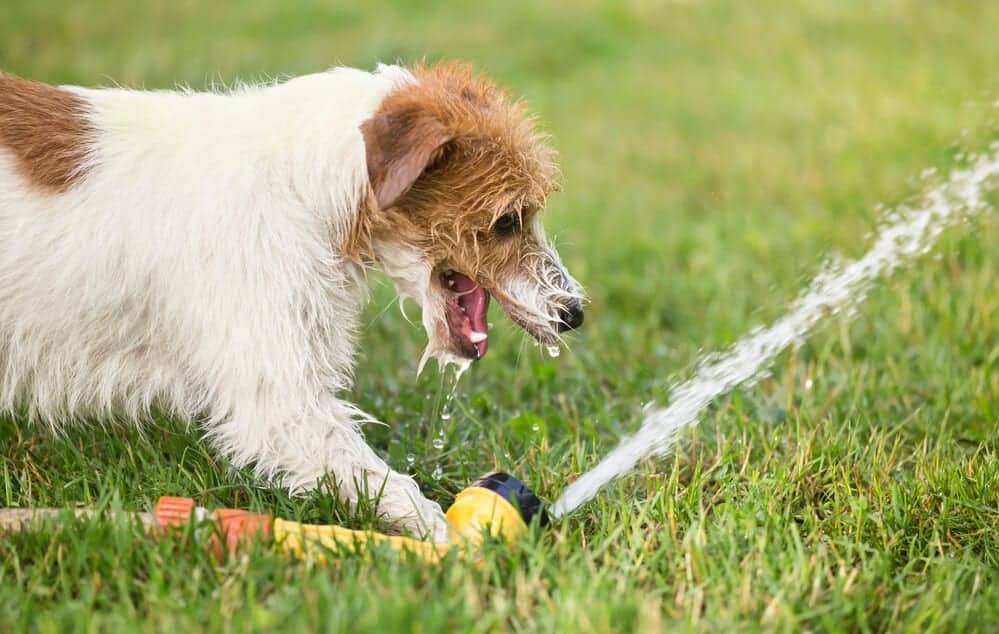 Create a Dog-Friendly Garden for Summer