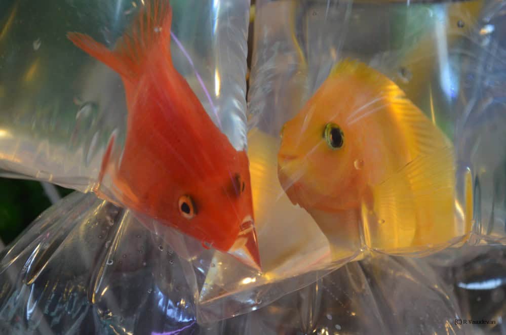 Unusual Markets of Hong Kong 2 Top Indian Couple Blog by Nisha Jha and Vasudevan R - Unusual Markets of Hong Kong