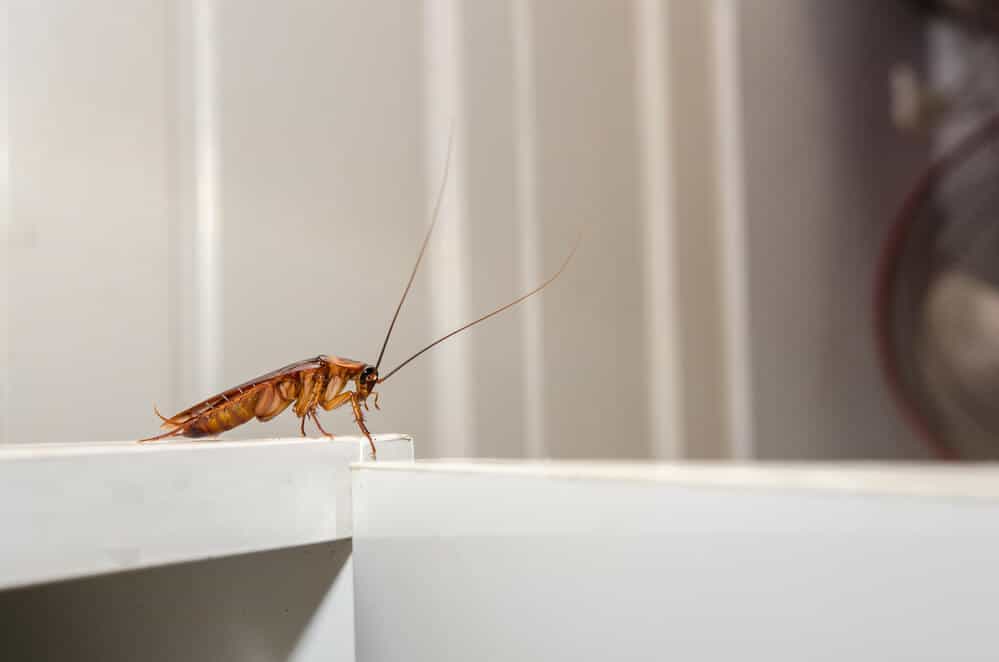 Annoying Household Pests And How To Repel Them - cockroach