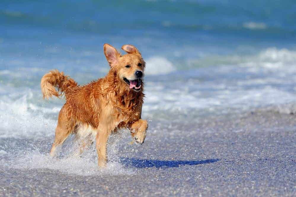Everything You Need to Know to Raise a Healthy Dog