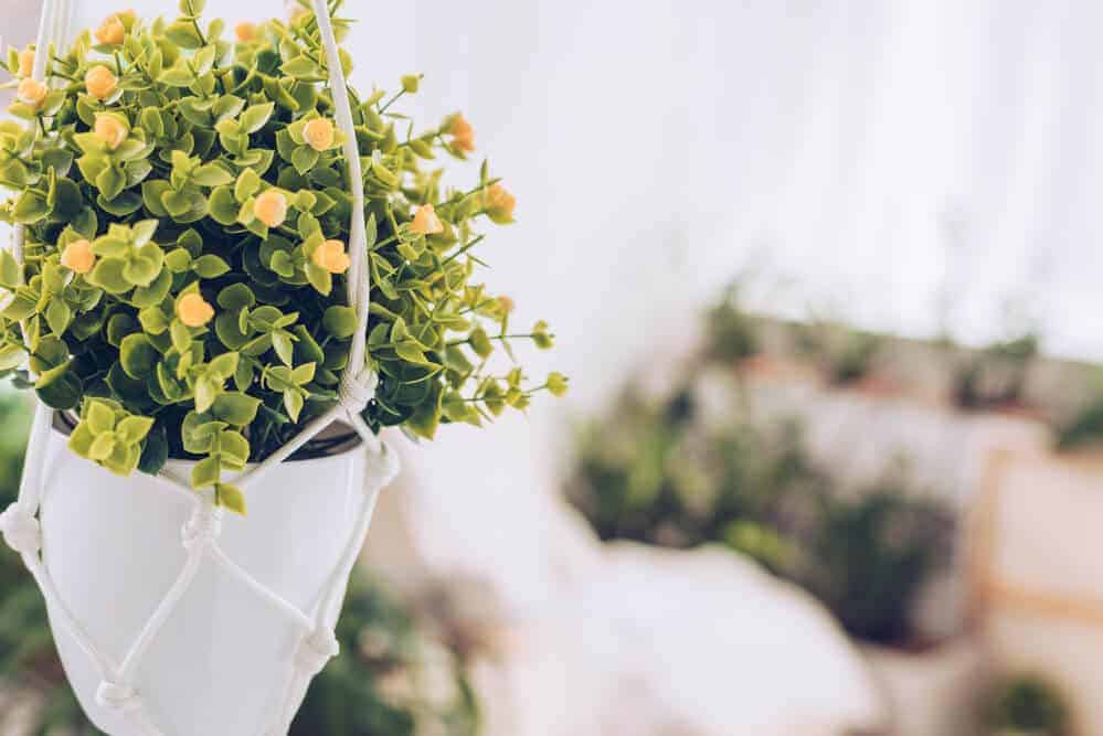 Flowerpot hanging on rope