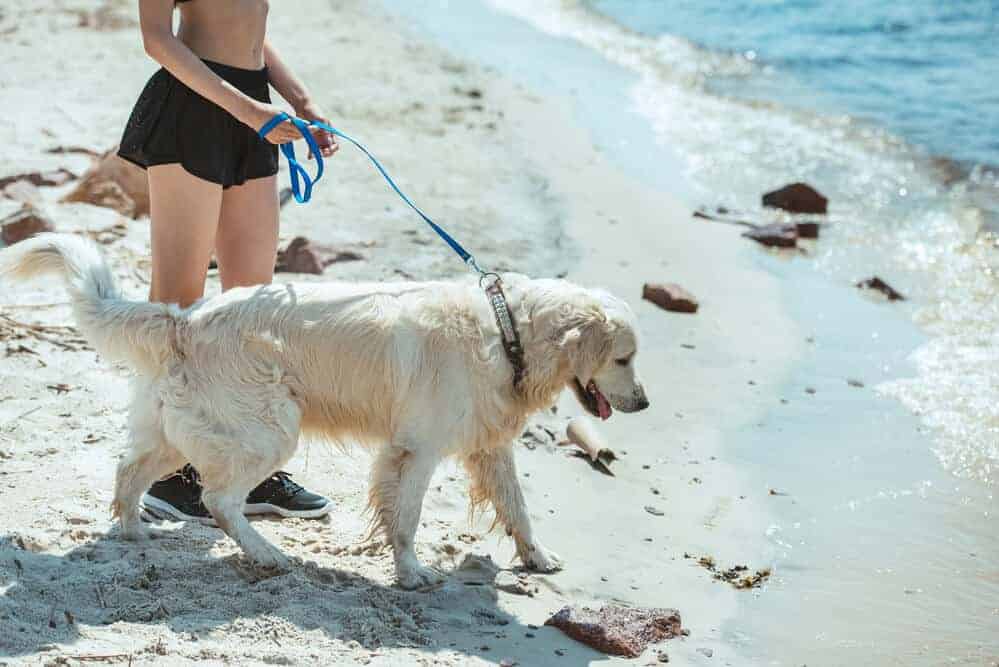 Fun and Affordable Day Trip Ideas for Pet Parents