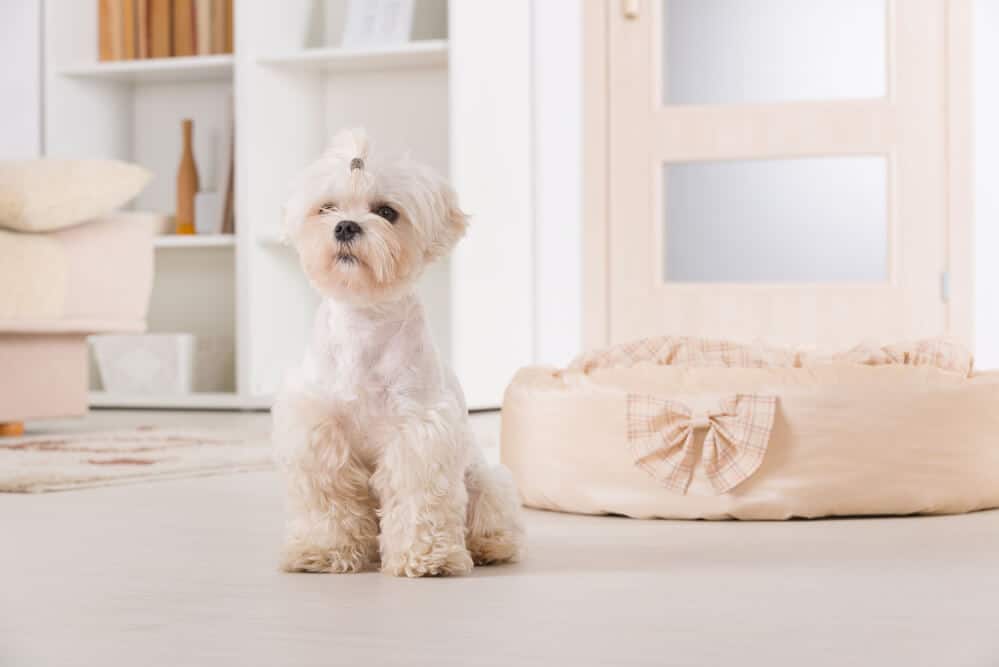 DIY Pet-Proofing: How to Keep Your Home Safe from Pet Damage