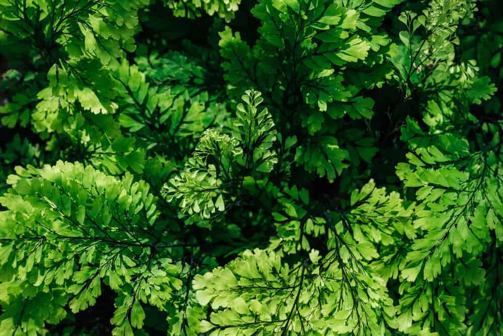Does Landscaping Increase the Value of Your Home? Rachel Bustin Does Landscaping Increase the Value of Your Home? Rachel Bustin