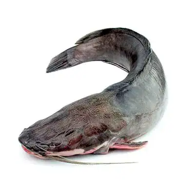 Fresh cat fish