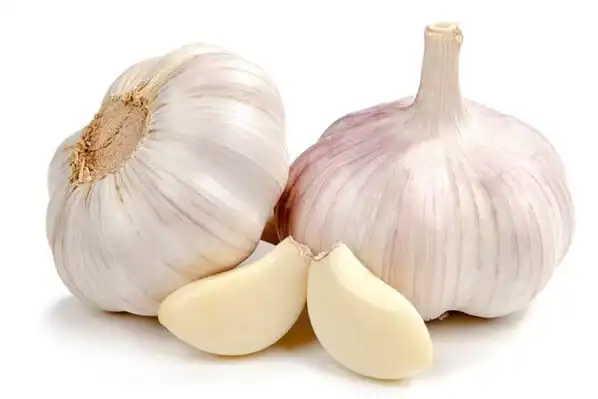 fresh garlic