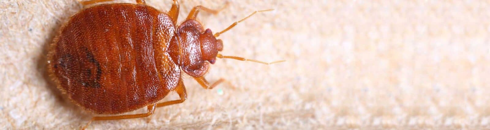 bed bugs