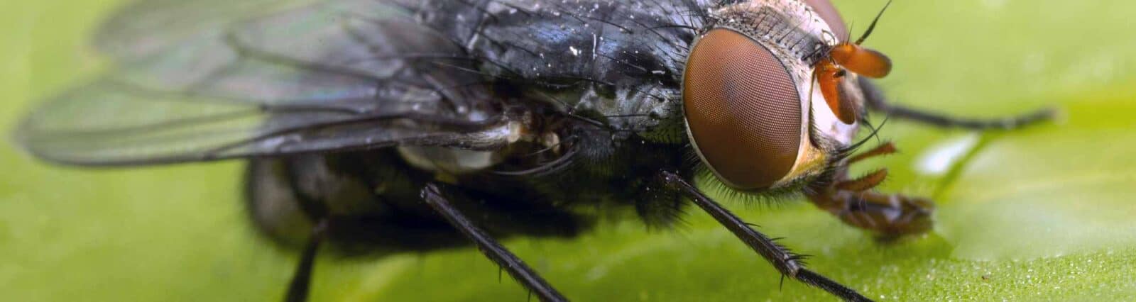 house fly
