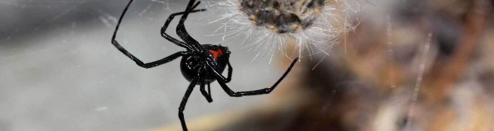 spider banner