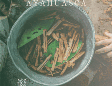 Acsauhaya