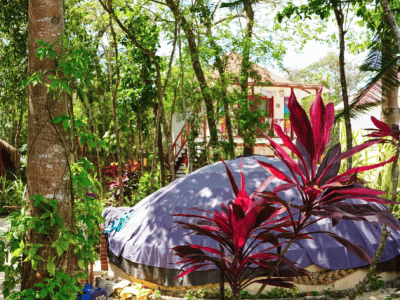 Mamay Ayahuasca