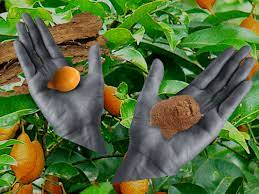Oka Center Ibogaine