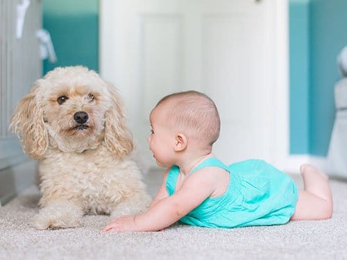 Baby in turquoise outfit lying on carpet beside fluffy white dog