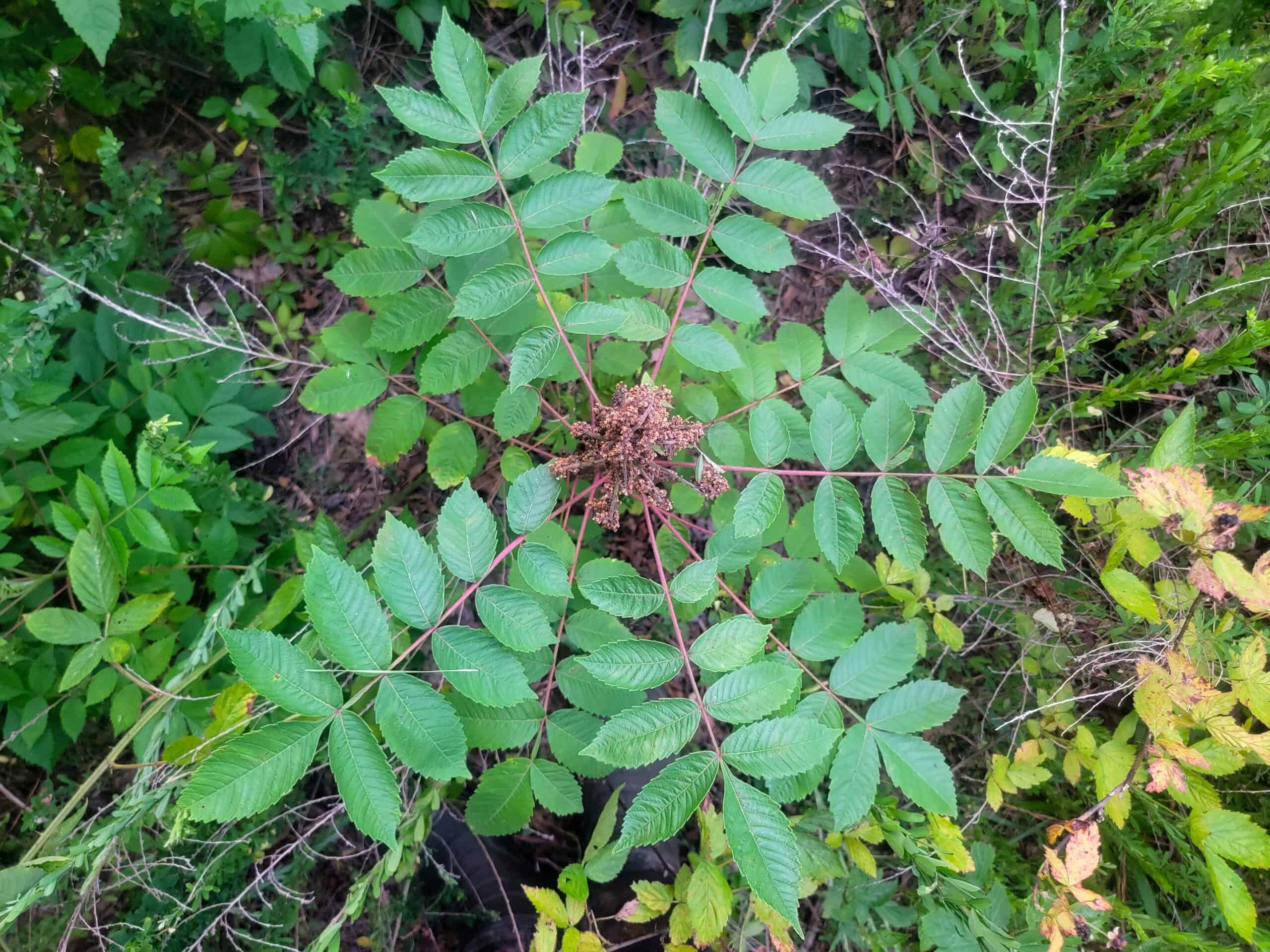 EDGE Can Conduct Michaux’s Sumac Surveys