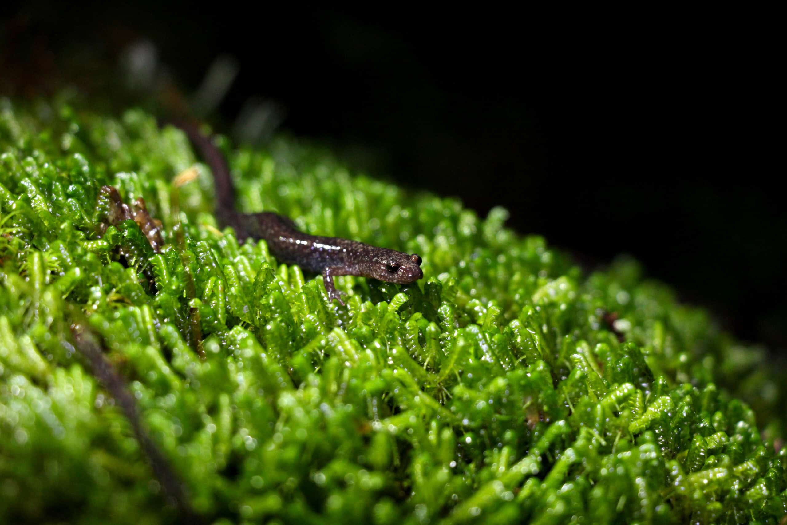 The 2025 Cheat Mountain Salamander (CMS) Survey Season Starts in May