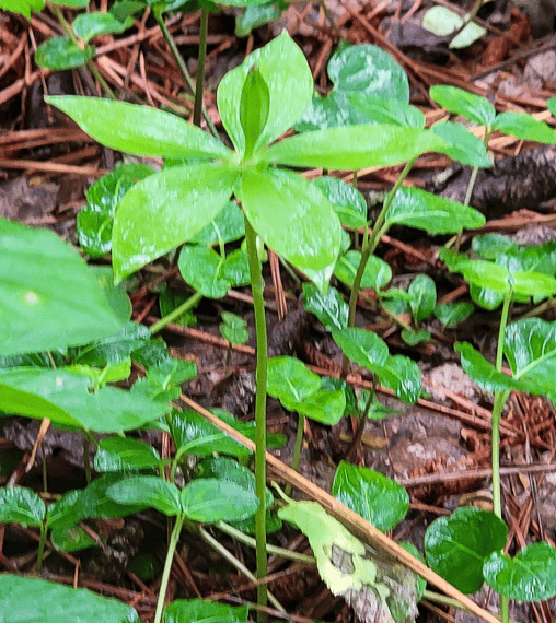 Contact EDGE’s Experts to Conduct Small Whorled Pogonia Surveys