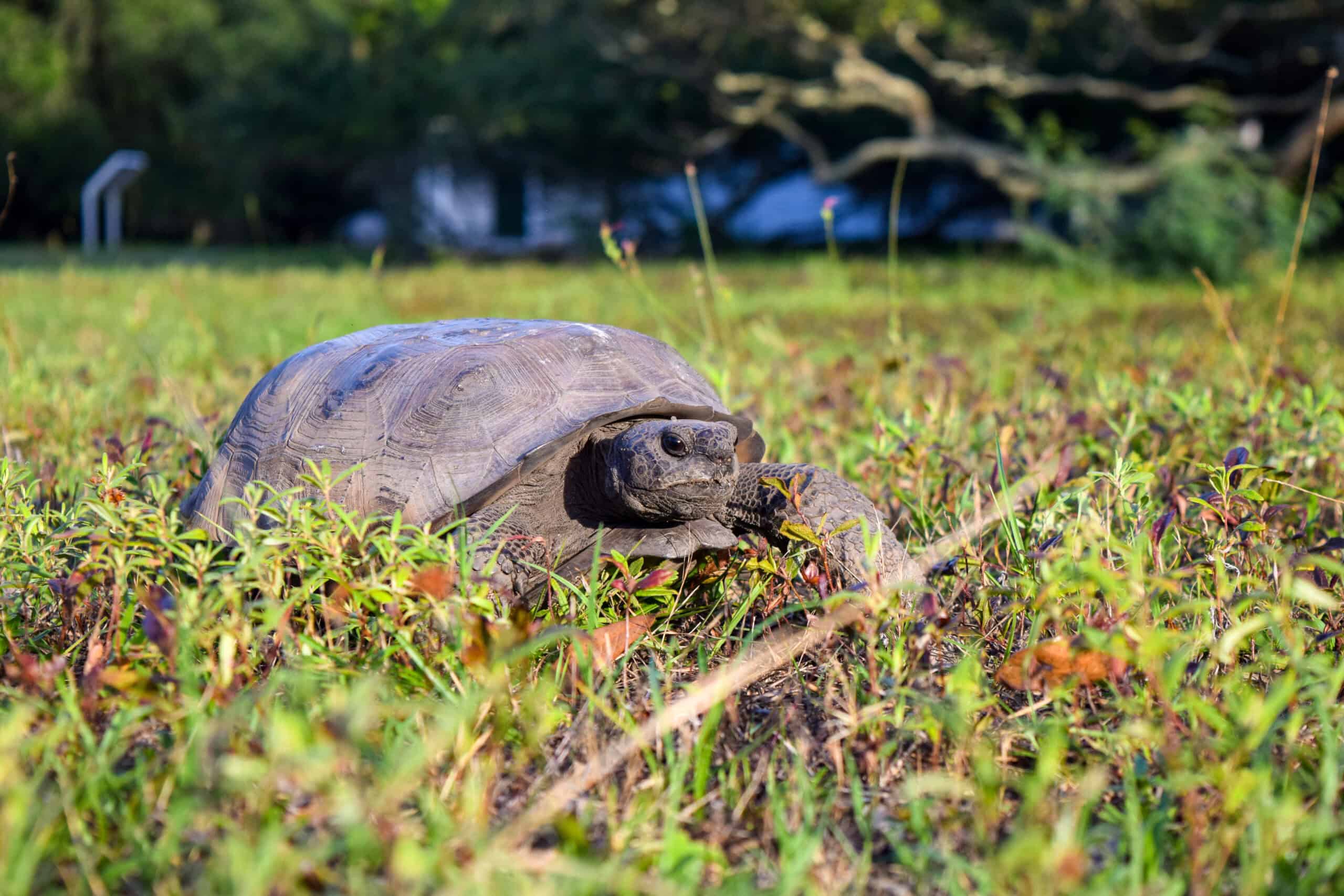 Contact the Experts at EDGE to Conduct Gopher Tortoise (Gopherus polyphemus) Surveys