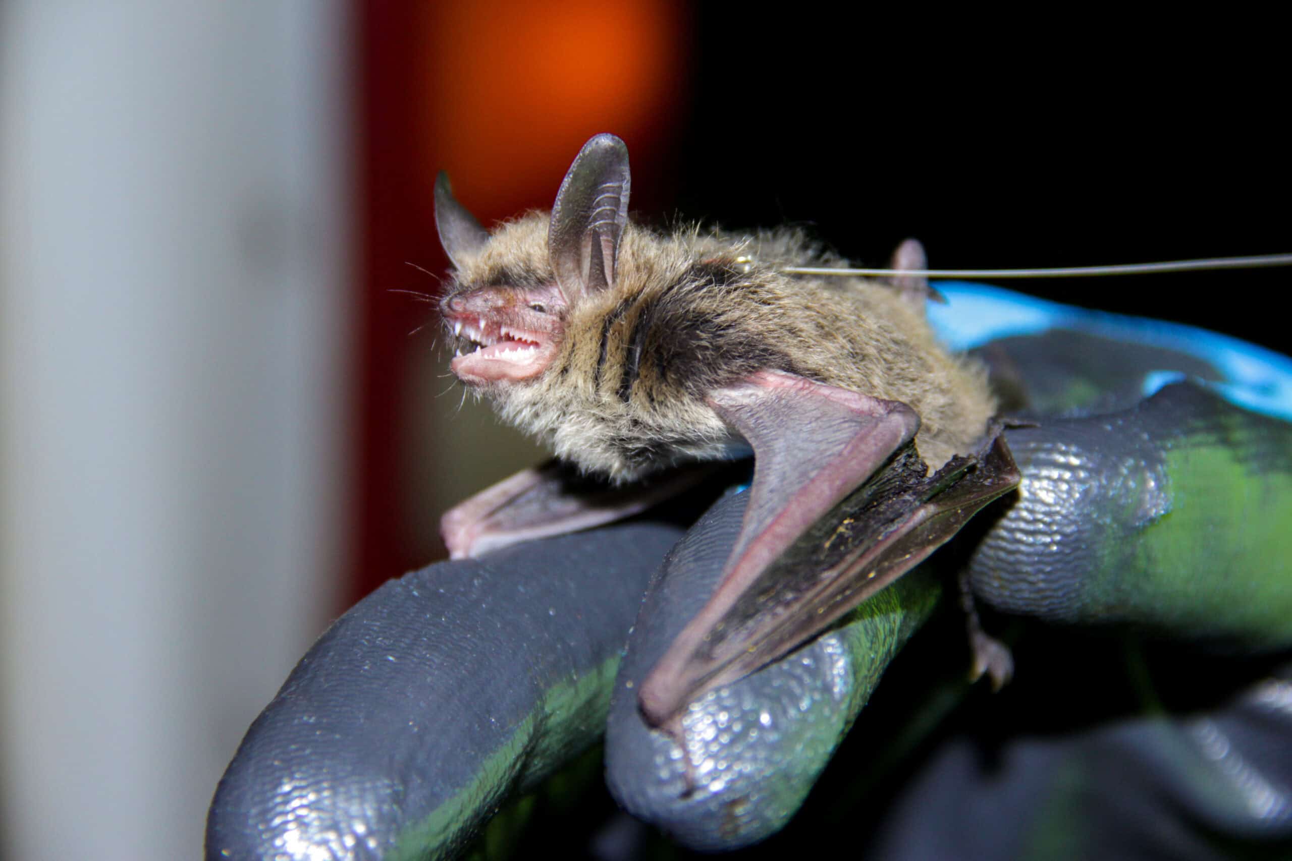 Understanding Bat Survey Timing & Requirements – A Seasonal Overview for Project Planning & Compliance